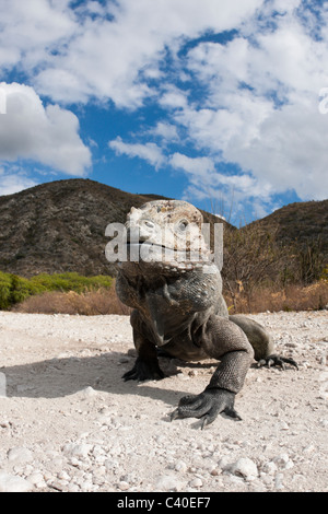 Nashorn-Iguana, Cyclura Cornuta, Nationalpark Isla Cabritos, Lago Enriquillo, Dominikanische Republik Stockfoto