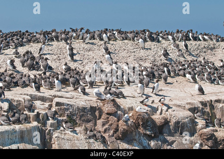 Trottellumme (Uria Aalge) Grundnahrungsmittel Insel Farne Islands gemeinsame Northumberland England Stockfoto