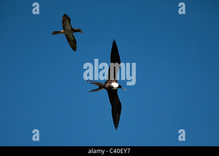 Weibliche herrliche Fregattvogels im Flug, Fregata magnificens, Nationalpark Los Haitises, Dominikanische Republik Stockfoto