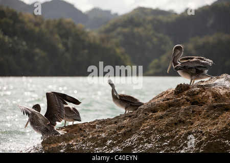 Pelicano ruht auf Felsen, Pelecanus Occidentalis, Nationalpark Los Haitises, Dominikanische Republik Stockfoto