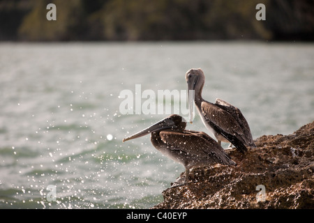 Pelicano ruht auf Felsen, Pelecanus Occidentalis, Nationalpark Los Haitises, Dominikanische Republik Stockfoto