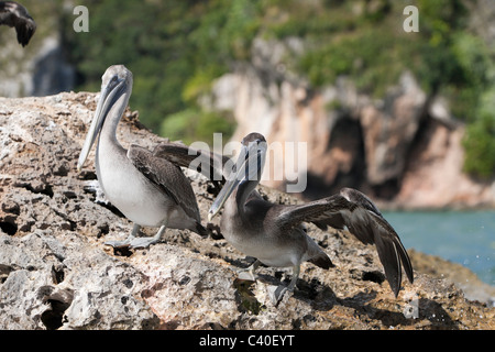 Pelicano ruht auf Felsen, Pelecanus Occidentalis, Nationalpark Los Haitises, Dominikanische Republik Stockfoto