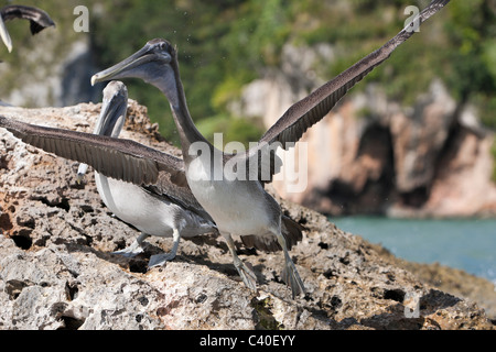 Pelicano ruht auf Felsen, Pelecanus Occidentalis, Nationalpark Los Haitises, Dominikanische Republik Stockfoto