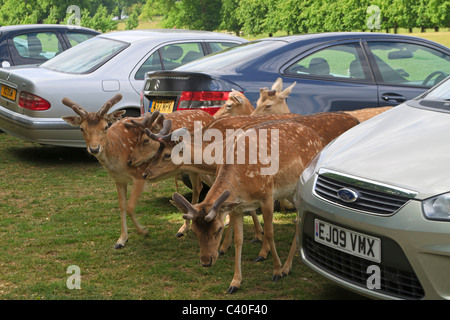 Damwild, Dama Dama, untersuchen die Parkplatz in einem herrschaftlichen Haus in England. Stockfoto