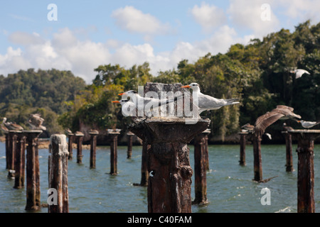 Nationalpark Los Haitises Dominikanische Republik Stockfoto