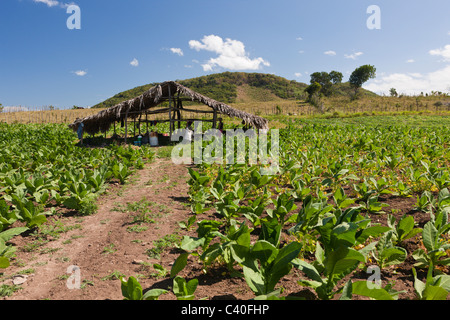 Tabak-Plantage im Outback, Punta Rucia, Dominikanische Republik Stockfoto