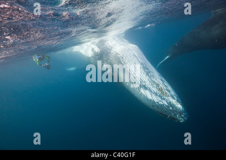 Schnorchler und Buckelwal, Impressionen Novaeangliae Silber Bank, Atlantik, Dominikanische Republik Stockfoto