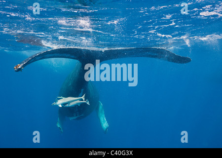 Humpback Whale Tail, Impressionen Novaeangliae, Silver Bank, Atlantik, Dominikanische Republik Stockfoto