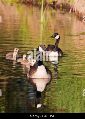 Paar Kanadagänse mit fünf Gänsel entlang Fluß Avon, Warwickshire Stockfoto