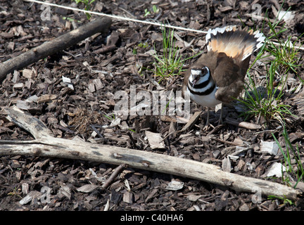 Killdeer auf Nest Stockfoto