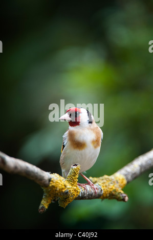 Goldfinch in einem Garten auf einem alten Baum im Frühling. Großbritannien Stockfoto