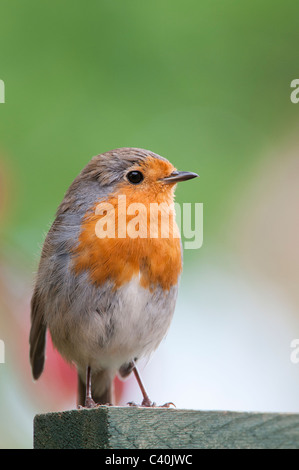 Robin auf einem Garten-gitter im Frühjahr. Großbritannien Stockfoto