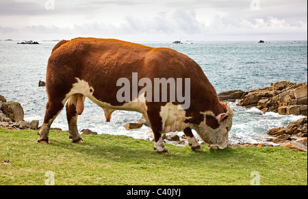 Hereford Stier zufrieden Weiden kurzen Rasen auf exponierten Süd Küste St. Agnes in die Isles of Scilly Stockfoto