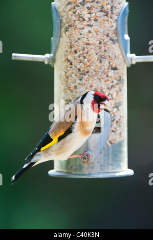 Goldfinch auf vogelfutter Zuführung im Frühjahr. Großbritannien Stockfoto