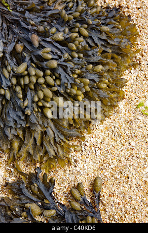 Blase Wrack Fucus Vesiculosus auf einem sandigen Strand bei Ebbe Stockfoto