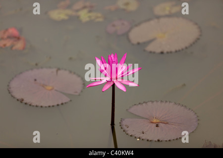 Rosa Seerose im Teich, thailand Stockfoto