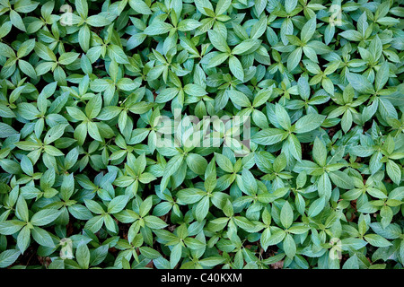 Dichten Teppich der Hund es Quecksilber Mercurialis Perennis auf einem Waldboden Stockfoto