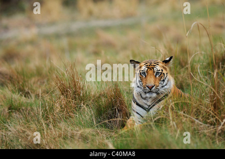 Sub-adulten männlichen Royal Bengal Tiger sitzen in Grünland im weichen Abendlicht in Bandhavgarh Tiger Reserve, Indien Stockfoto