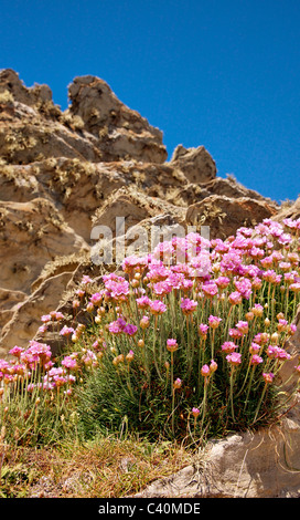 Sparsamkeit Armeria Maritima wachsen auf einer Steilküste in Devon Stockfoto