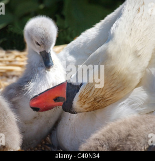 Ein Mutter Schwan preens ihre frisch geschlüpften Cygnet an Abbotsbury Swannery in Dorset Stockfoto