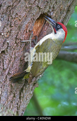 MÄNNLICHEN GRÜNSPECHT (PICUS VIRIDIS) AUF BAUM KLETTERN Stockfoto