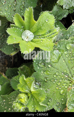 Sicke auf Alchemilla Mollis nach dem Regen lässt das Wasser. Stockfoto