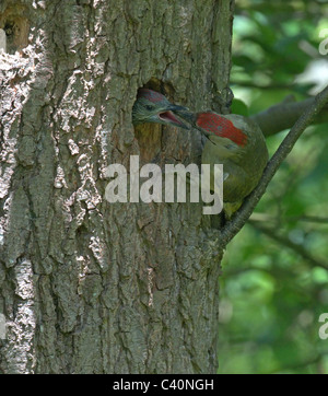 GRÜNSPECHT (PICUS VIRIDIS) FÜTTERUNG JUVENILE IN NEST LOCH Stockfoto