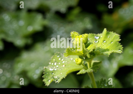 Alchemilla Mollis, Frauenmantel, nach dem Regen in einem vorstädtischen englischen Garten. Stockfoto