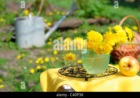 Bouquet von Löwenzahn und Gießkanne im Garten. Stockfoto