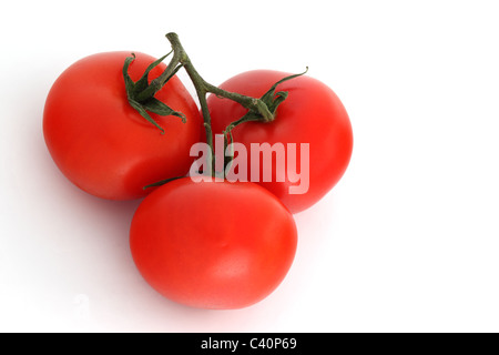 Nahaufnahme von 3 roten Tomaten auf ein Weinstock vor einem weißen Hintergrund Stockfoto