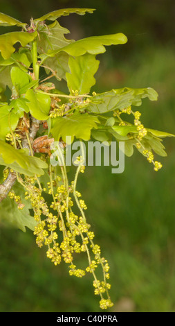 Pedunculate Eiche, Quercus robur Stockfoto