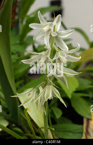 Hängenden Star-of-Bethlehem, Ornithogalum nutans Stockfoto