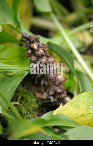 Toothwort Früchte, Lathraea squamaria Stockfoto