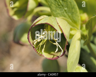 Stinkender Nieswurz, Helleborus foetidus Stockfoto