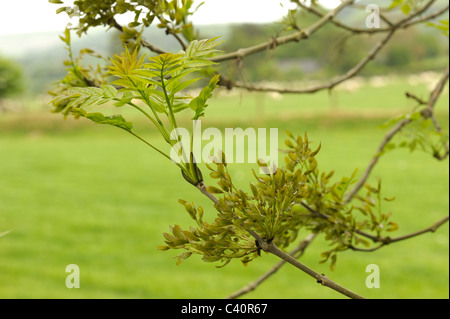 Junge Esche Zweig mit Schlüsseln, Fraxinus excelsior Stockfoto