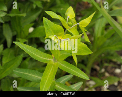 Caper Wolfsmilch, Euphorbia lathyris Stockfoto