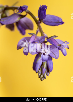 Polygala Vulgaris, Kreuzblume, vertikale Porträt von Purpur oder violett Blumen mit schönen Hintergrund konzentrieren. Stockfoto