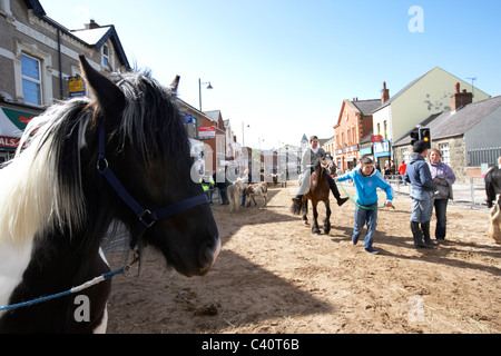 Kuhhandel in Hauptstraße während der Hennef kann fair County Antrim-Nordirland Stockfoto