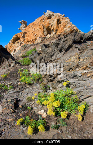 Cap de Creus, Spanien, Europa, Katalonien, Costa Brava, Küste, Felsenküste, Kap, Fels, Felsen, Klippe Formen, Erosion, Pflanzen Stockfoto