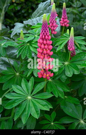 Pink Garden Lupin, blühen in einem englischen Garten Stockfoto