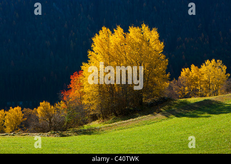 Alvaneu, Schweiz, Europa, Kanton Graubünden, Graubünden, Albula-Tal, Bäume, Laubbäume, herbstliche Färbung, Herbst, mich Stockfoto