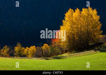 Alvaneu, Schweiz, Europa, Kanton Graubünden, Graubünden, Albula-Tal, Bäume, Laubbäume, herbstliche Färbung, Herbst, mich Stockfoto