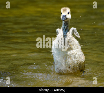 Baby-kanadische Gosling im Teich Stretching seine Tiny Wings Stockfoto