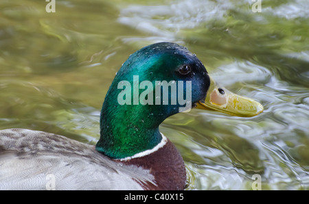 Stockente mit Wassertropfen auf Kopf Stockfoto