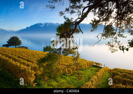 St. Saphorin, Schweiz, Europa, Kanton Waadt, Lavaux, Weinbaugebiet, UNESCO-Welterbe, See, Genfer See, Weinberge Stockfoto