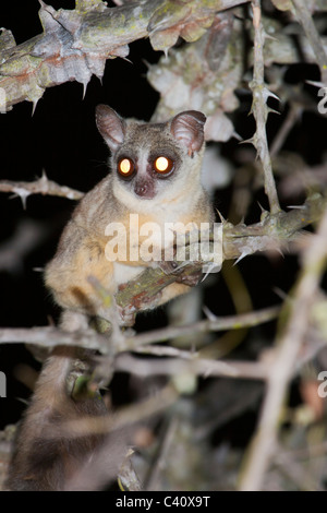 Der Kenya Coast Dwarf Galago (Paragalago Cocos) zwischen dornigen Büschen in der nächtlichen Savanne, Chyulu Hills National Park, Kenia. Stockfoto