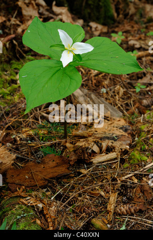 Weißes Trillium, Vancouver Island, Kanada Stockfoto