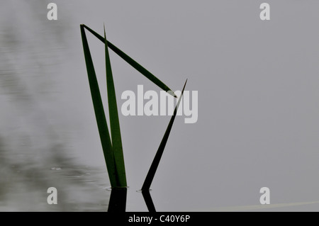 Silhouette von Schilf wächst im Wasser Stockfoto