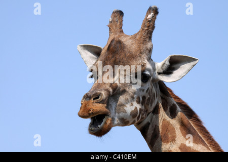 Rothschild-Giraffe Stockfoto