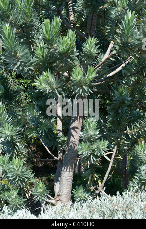 Silbernen Baum (Leucadendron gnostische) Kirstenbosch National Botanical Garden Kapstadt Western Cape Südafrika Stockfoto